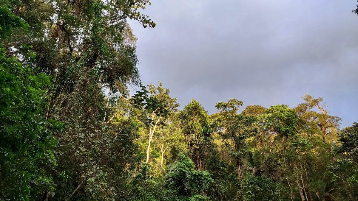 OscarJValverde1's tweet photo. Wonderful experience establishing permanent plots in Braulio Carrillo National Park. Over a thousand trees sampled, tagged, and identified with a great team of IRES students. #TREELab #ICTB #FIU https://t.co/rNY3GTrBqS
