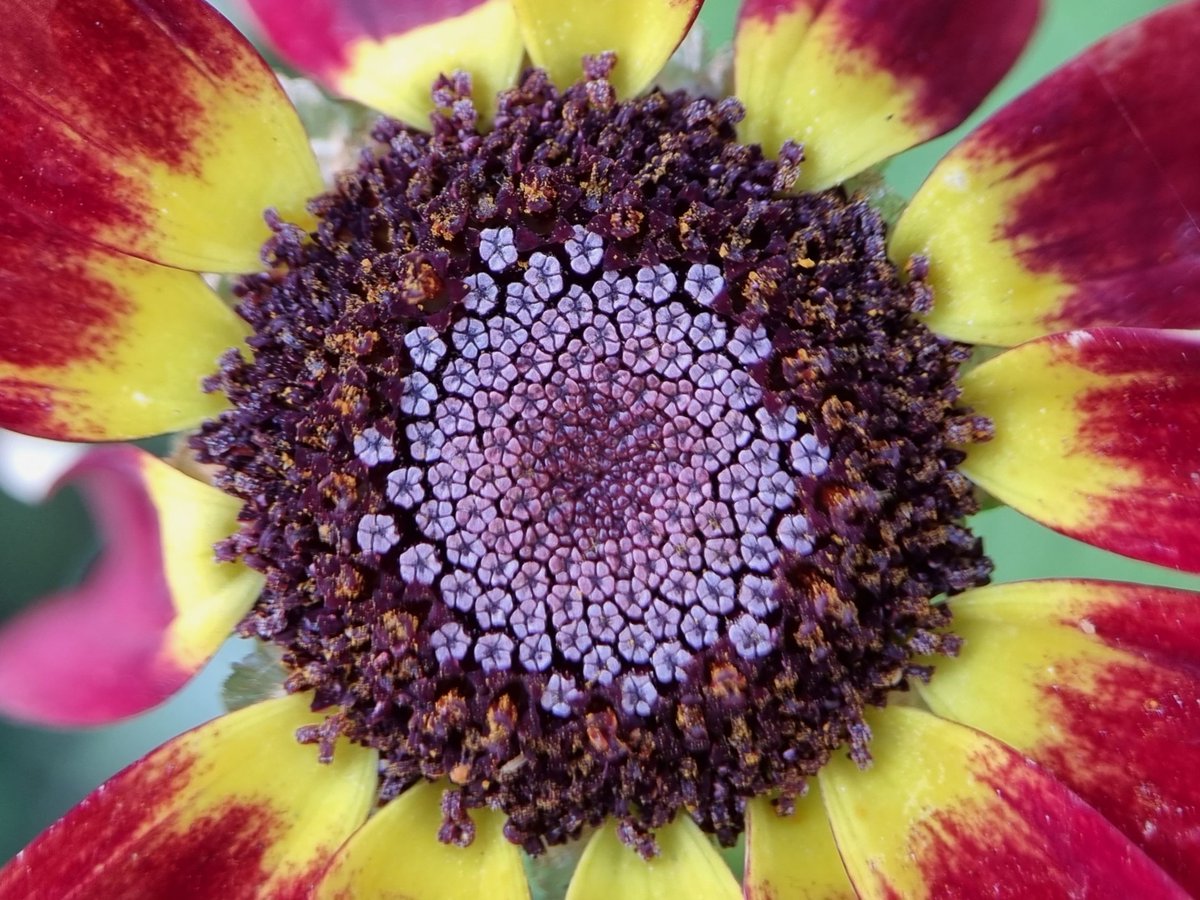 Chrysanthemum Close-up 

#GardeningTwitter #FlowerHunting