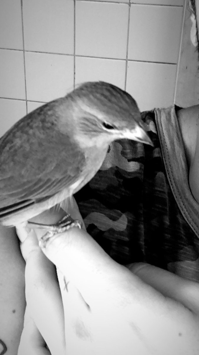 eukiddo's tweet photo. Hoje completa 3 meses que ela voou pela janela e nunca mais a vi… foram 5 anos cuidando dela, a coisa mais fofa que eu já tive na vida… Espero que ela esteja viva e bem. Que saudade incomensurável, que machuca e me deixa agoniado em não saber mais sobre a Fih. 😔 https://t.co/K1f9xJXwf6
