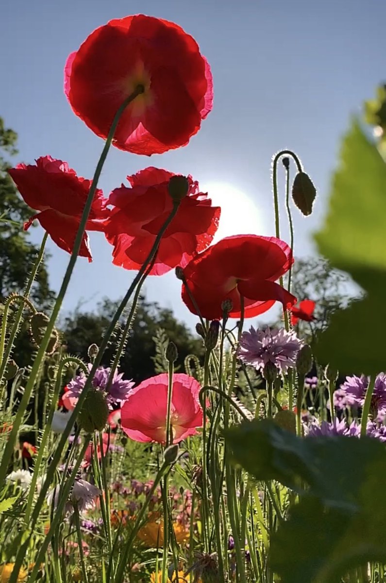 Under the poppies.