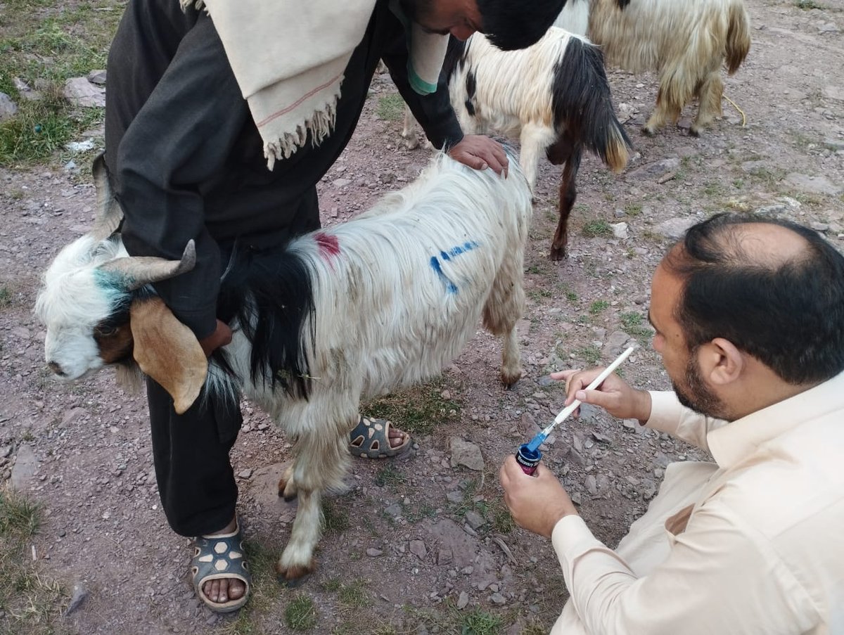 HelpInNeed_PK's tweet photo. #HELPINNEED is gearing up for #Qurbani2023 in 11 cities across Pakistan! Donors, volunteers &amp; guests are arriving as our team works tirelessly to ensure a remarkable &amp; impactful Qurbani season. #Spreadingjoy #Sharingblessings to those in need. Stay tuned for more updates! https://t.co/Or3SEarwAt