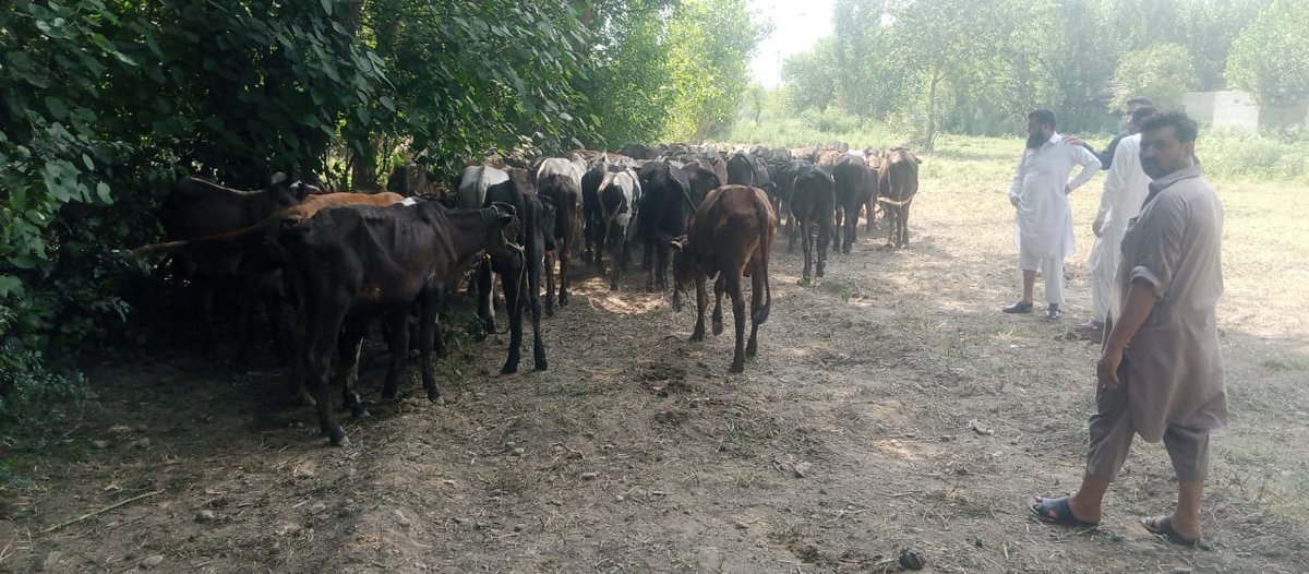 HelpInNeed_PK's tweet photo. #HELPINNEED is gearing up for #Qurbani2023 in 11 cities across Pakistan! Donors, volunteers &amp; guests are arriving as our team works tirelessly to ensure a remarkable &amp; impactful Qurbani season. #Spreadingjoy #Sharingblessings to those in need. Stay tuned for more updates! https://t.co/Or3SEarwAt