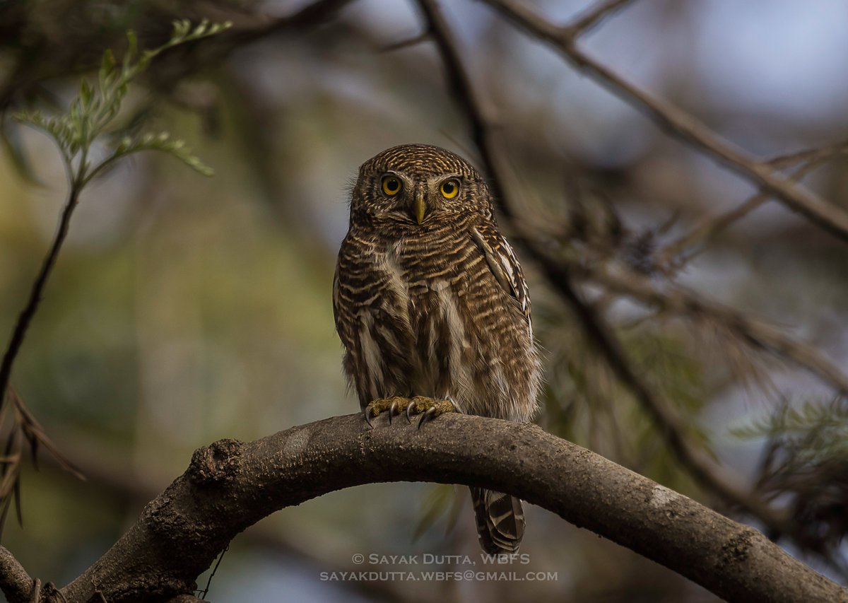 Owls are absolutely fascinating creatures!
 Asian Barred Owlet

#BBCWildlifePOTD #wildlifephotography  #NatureBeauty #wildlife #ThePhotoMode  #TwitterNatureCommunity #IndiAves #IndiWild #birdphotography #birding #NaturePhotography  #BirdsSeenIn2023 #owls #BirdsOfTwitter