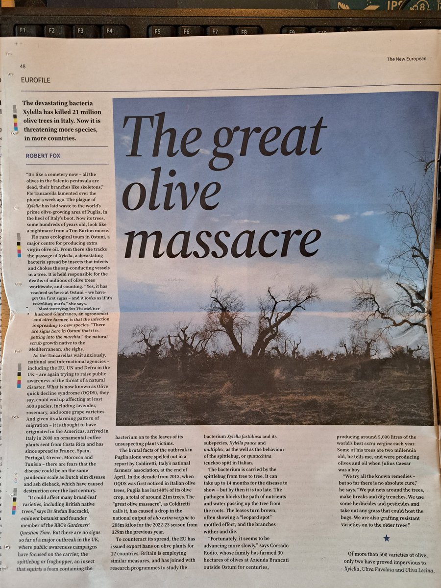 Very interesting and scary 2 page article in the New  European on the   devastating effect of the bacteria Xylella on olive trees in Italy.