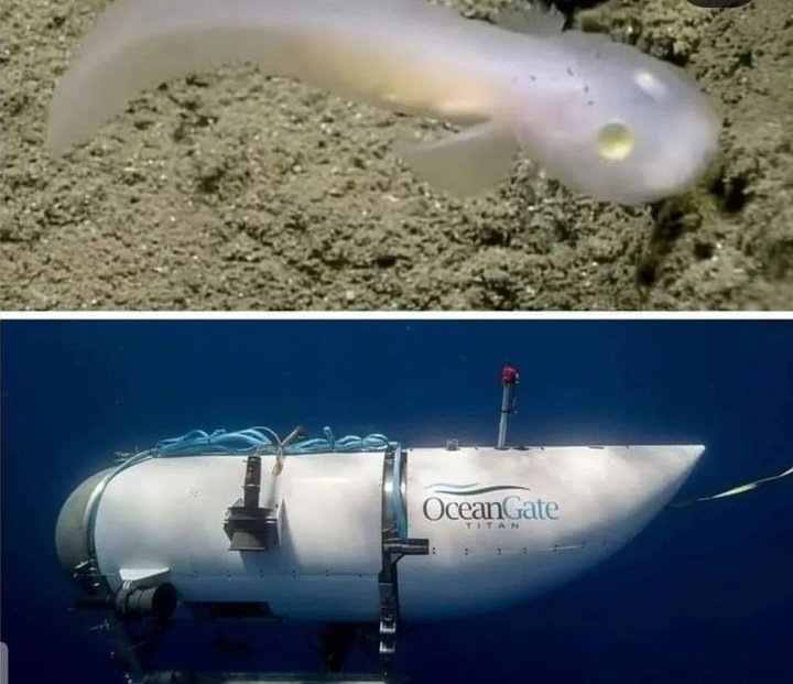 Fatimah_khalidd's tweet photo. 𝗧𝗶𝘁𝗮𝗻: A high-tech human submarine exploded due to pressure at a depth of 3 km
𝗔𝗽𝗵𝘆𝗼𝗻𝗶𝗱𝗮𝗲: A transparent gelatinous fish of about 10 cm living at a depth of 6 Km..
How can coincidence create something superior to human intelligence that's funded by billion dollars? https://t.co/vFXelKmcLS