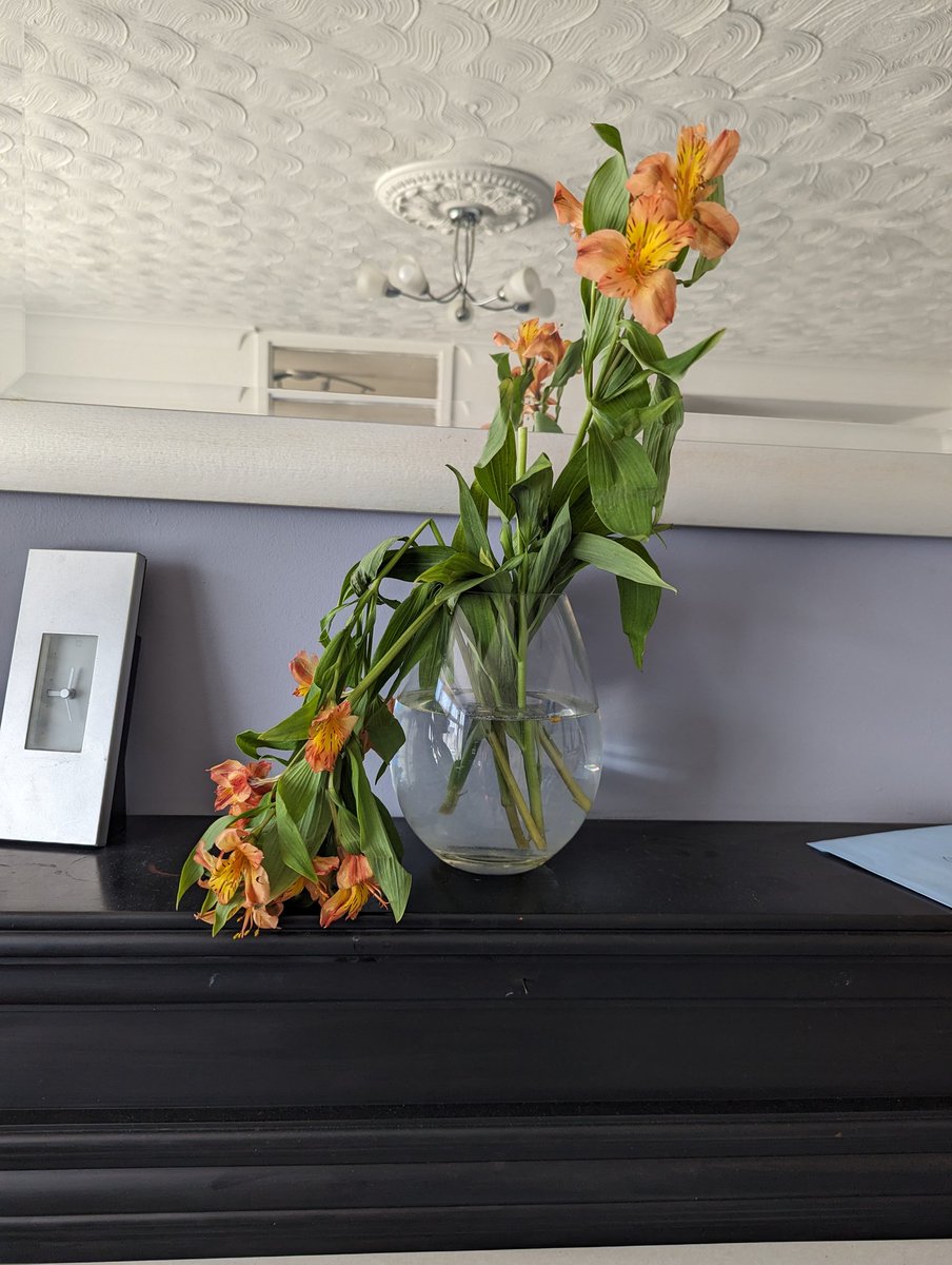 COSTLRP's tweet photo. @LidlGB not impressed with the flowers I bought yesterday https://t.co/DWlgisD9mN