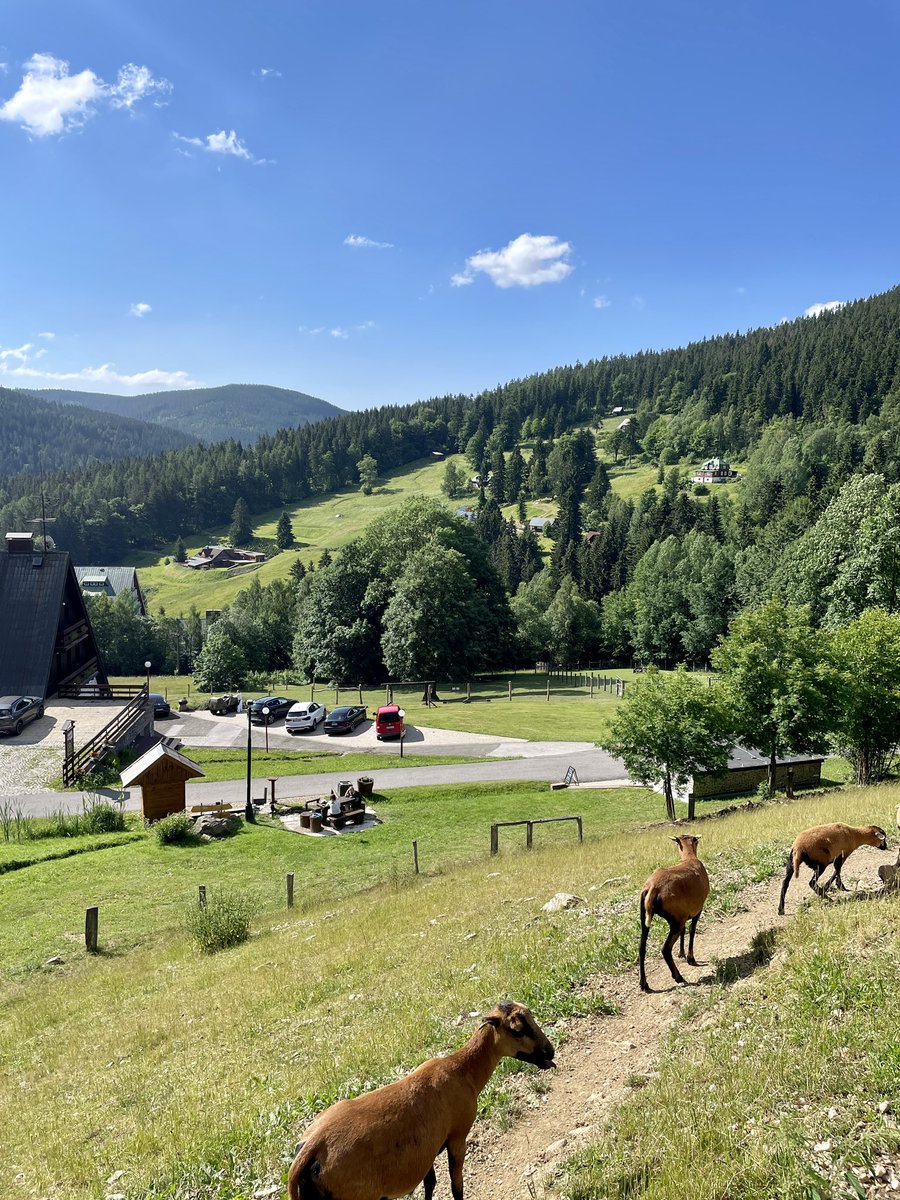 AdamBoruta3's tweet photo. Snídaně v @AmenityResorts Špindl 😍
#krkonoše #spindl #amenityresorts https://t.co/FwR9A2c5Q5
