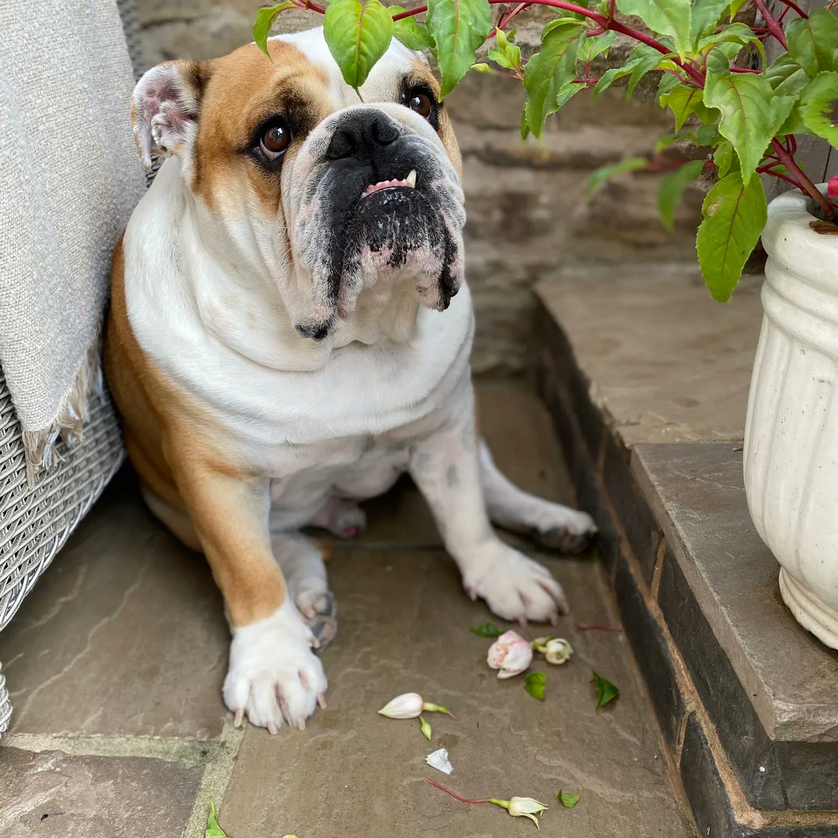 barney_bulldog's tweet photo. Apparently Iโm not supposed to pull the flowers ๐ธ off the plant, but I really donโt know why โฆ itโs great fun! The big people said they knew I was doing something as Iโd gone quiet ๐ถ๐พโค๏ธ Barney #BarneyTheBulldog #DogsOfTwitter #DogsOfIG #DogsOfFB #Bulldog #EnglishBulldog https://t.co/p0vpWhSiMX