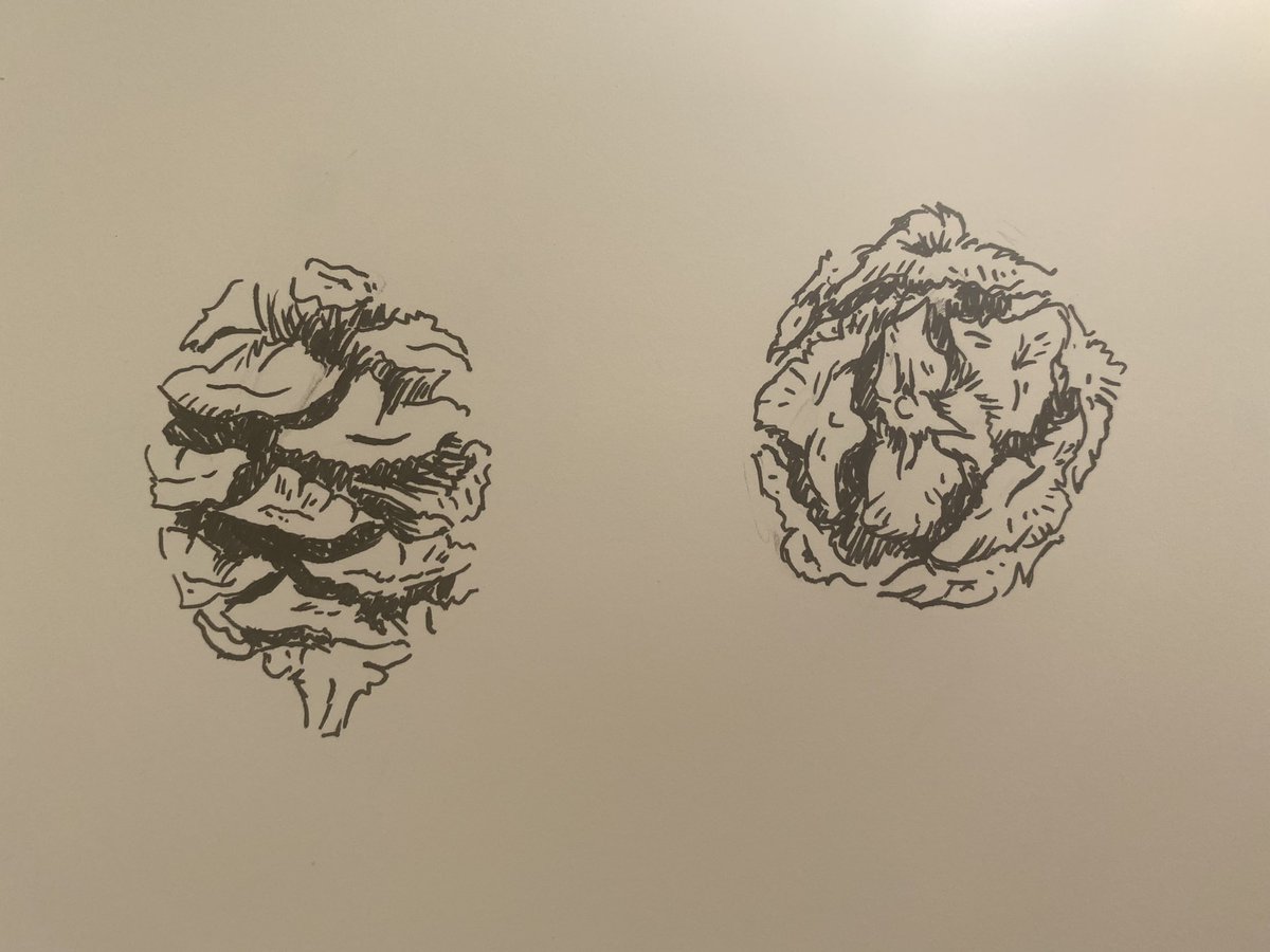 Fir cone, hoping the right one doesn’t look too much like a 💩