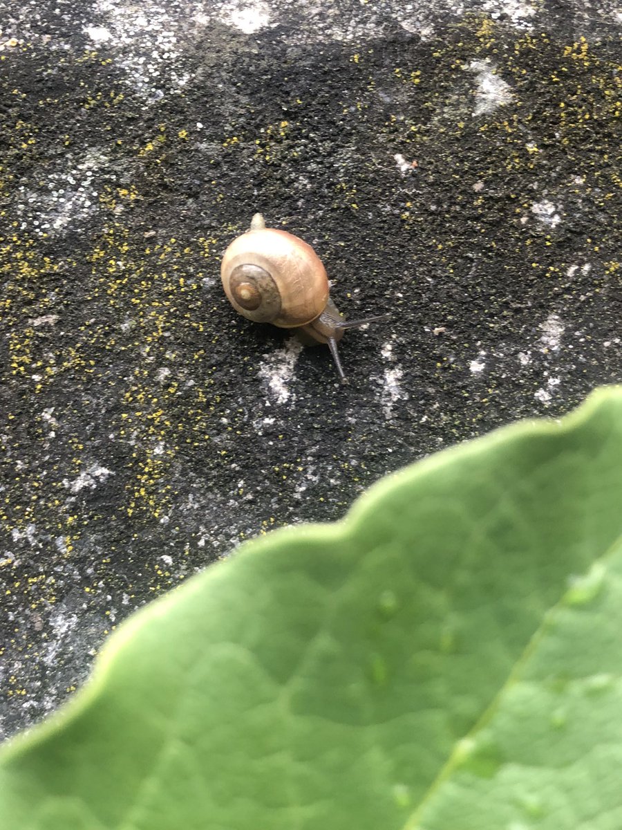 Tacitussi's tweet photo. Guten Morgen … schwungvoll geht heute morgen nicht so ganz. Mal sehen wie der Tag wird. Schnecken sind auch langsam.
Illustriere gerade Menschen im Glas. Das wird wohl mein Tagesinhalt. Und bei euch so? Schönen Sonntag.
#greenismycolor
#slug
#sluggish
#moveover https://t.co/e2UrA0c5cD