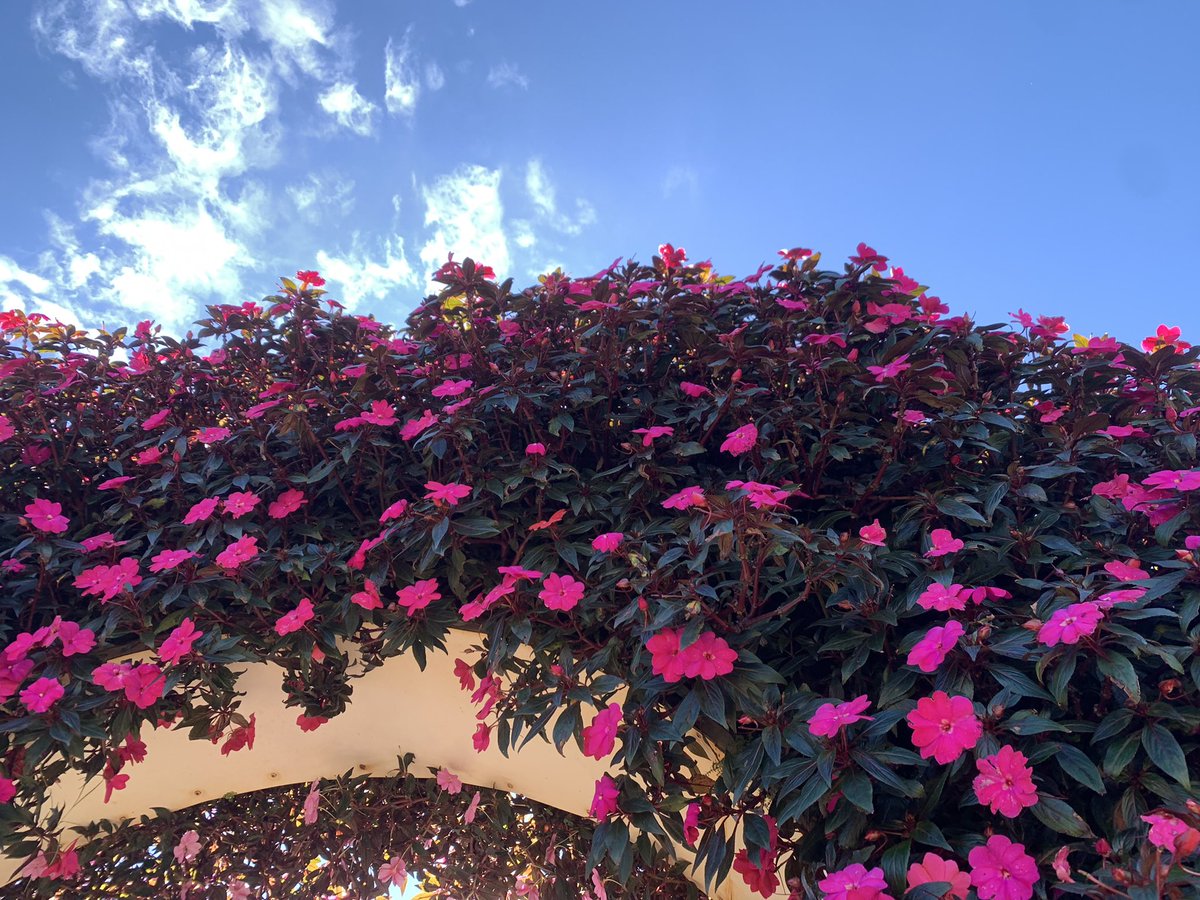 Dr220304's tweet photo. Love flowers https://t.co/WHyq4c5Nkh