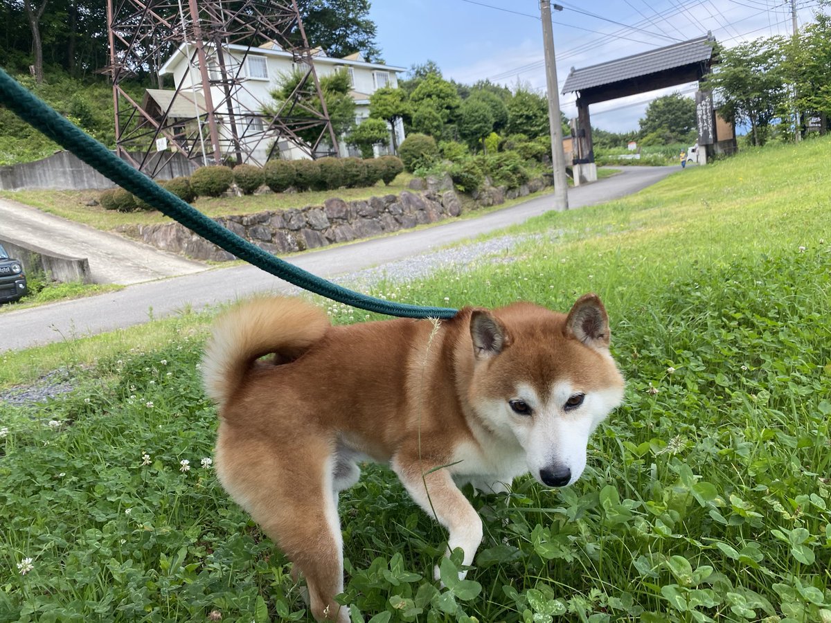 sibazoumaru0614's tweet photo. サラダバー🥗満喫して🐾
温泉満喫して♨️
お腹も満腹満足🍔
#BOBBY
#KSY
#円陣家至高
#UltimateLow
#NBCM
#大鷹の湯
常に食べ物を探しているが🐾
抽選の景品当たったけど
食べれないと諦めた
しばぞうさん🐾
ありがとうございましたU^ェ^U https://t.co/dQiemXuFSW
