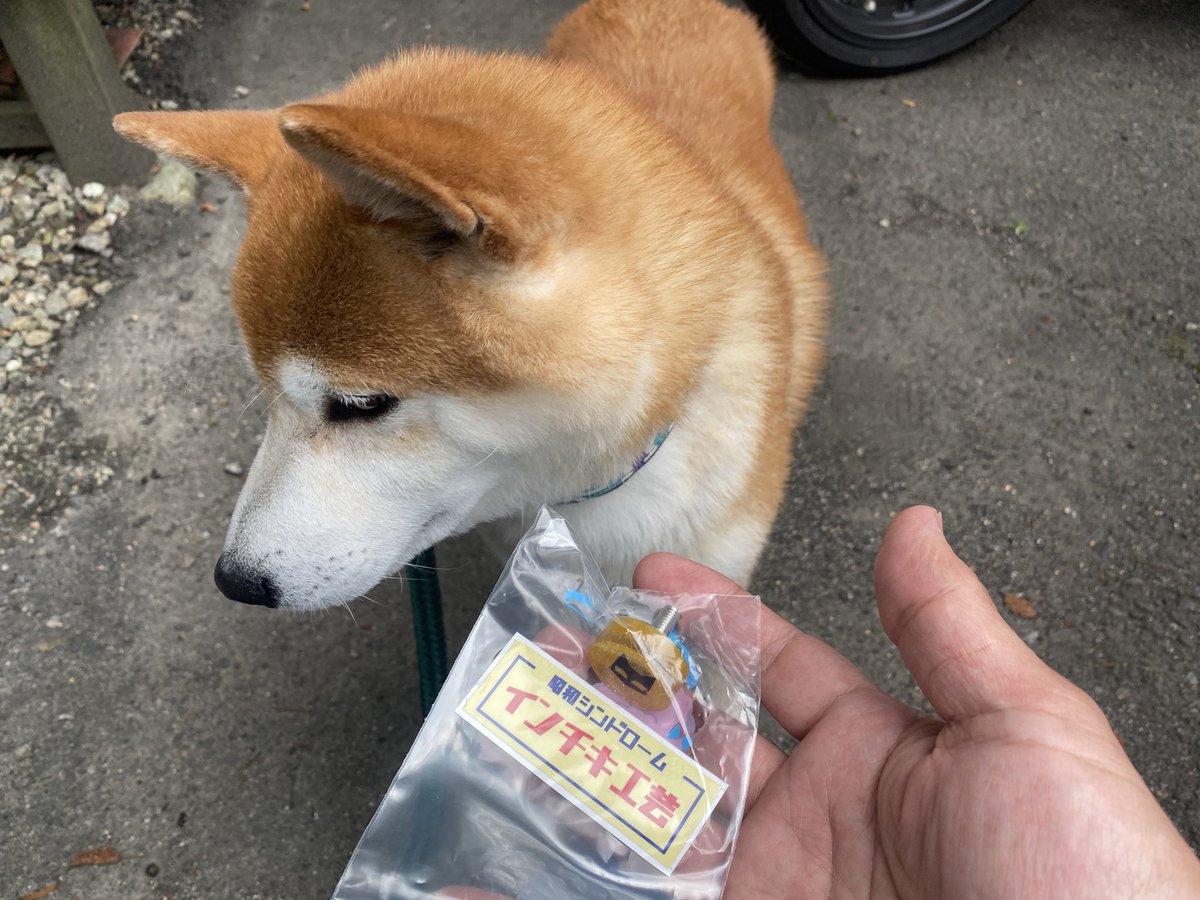 sibazoumaru0614's tweet photo. サラダバー🥗満喫して🐾
温泉満喫して♨️
お腹も満腹満足🍔
#BOBBY
#KSY
#円陣家至高
#UltimateLow
#NBCM
#大鷹の湯
常に食べ物を探しているが🐾
抽選の景品当たったけど
食べれないと諦めた
しばぞうさん🐾
ありがとうございましたU^ェ^U https://t.co/dQiemXuFSW