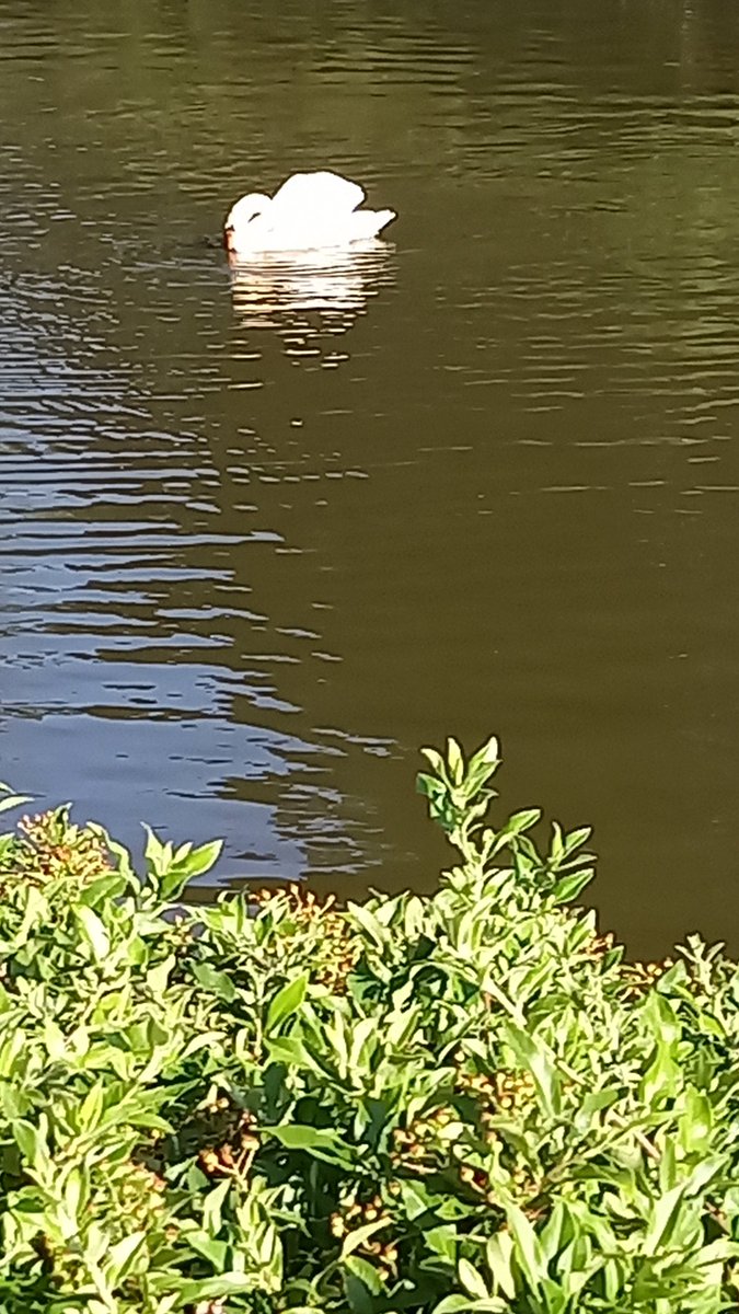 agsc67's tweet photo. #Tonbridge #Swans #Cygnets https://t.co/P05HCCAfcH