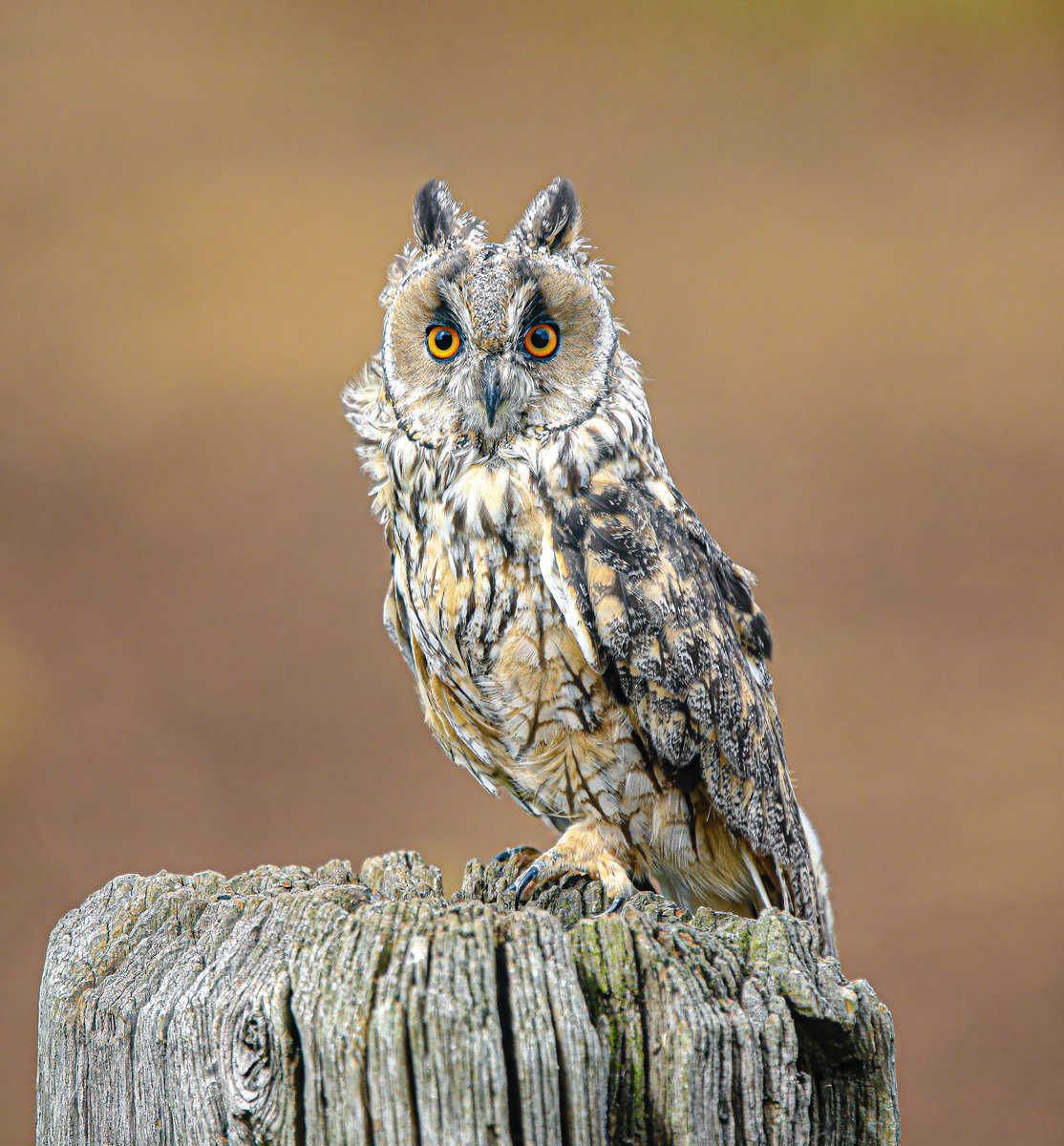 Long Eared Owl 
#wildearth #wildlifephotography #wildlife #birdphotography #BirdsOfTwitter #BirdsSeenIn2023 
@WildlifeMag @savebbcwildlife @ThePhotoHour @BBCSpringwatch @Natures_Voice @Britnatureguide