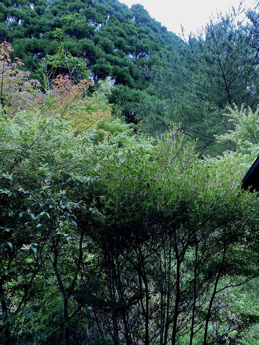 SkipMarino's tweet photo. 静かな山。
雨が葉を打つ音が心地よい。 https://t.co/iQrKrfGnoK
