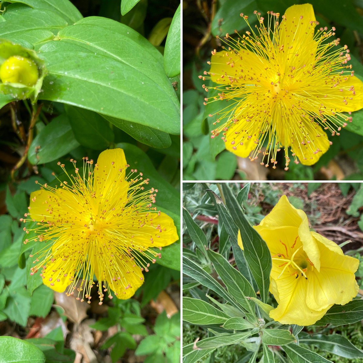 barbosavl's tweet image. These beauties I encountered during yesterday’s run for #SundayYellow Have a fun Sunday! #flowers #Hypericum #flowerphotography #SundayMotivation