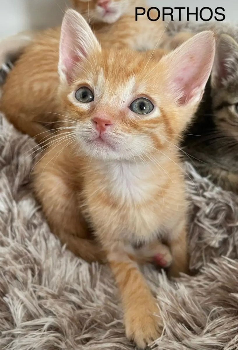 Egun on! Buenos días! Aquí tenéis algunos gatetes en adopción: