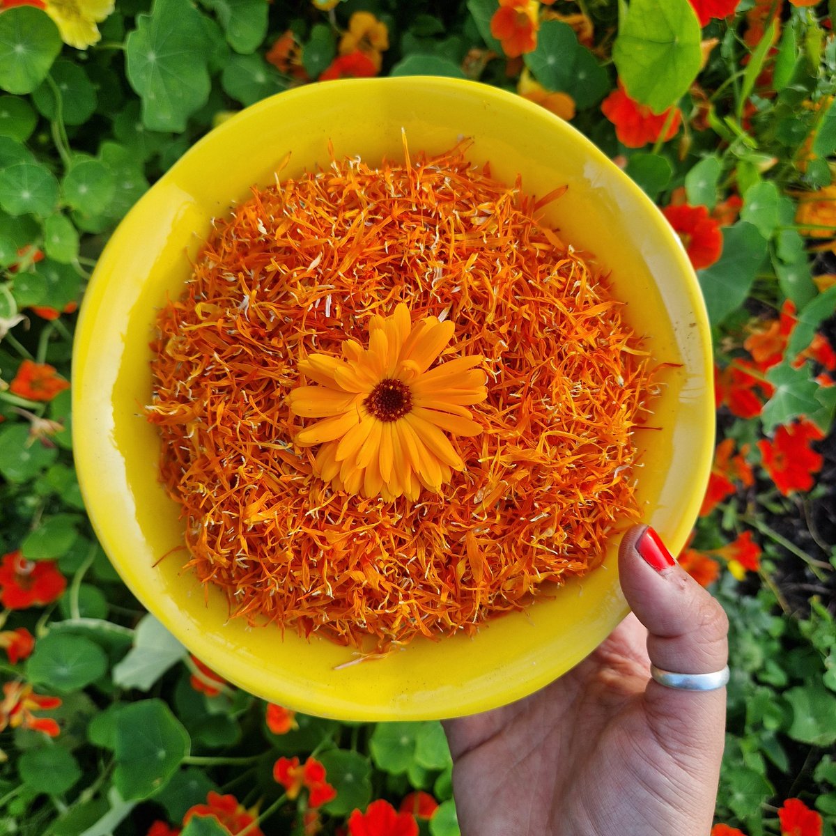lovely_plot's tweet photo. Bonjour 🥰
I've been picking calendula flowers every day like a possessed woman and look! 🧡
Whole bowl of dried orange goodness ready for infusions! 
This will be for hand creams and lip balms 🧡 https://t.co/rZvK1mXorF