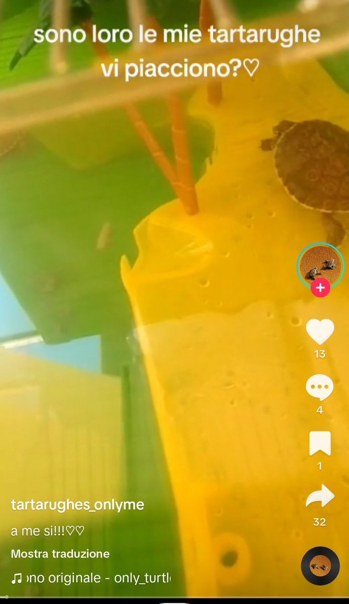 grazie tik tok da quando è morta la mia tary ora mi escono solo video di tartarughe, sto piangendo.