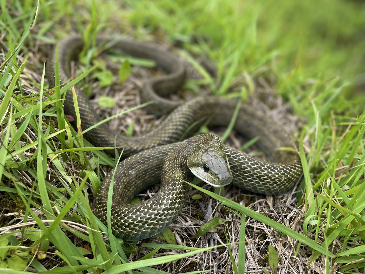立派なアオダイショウさん