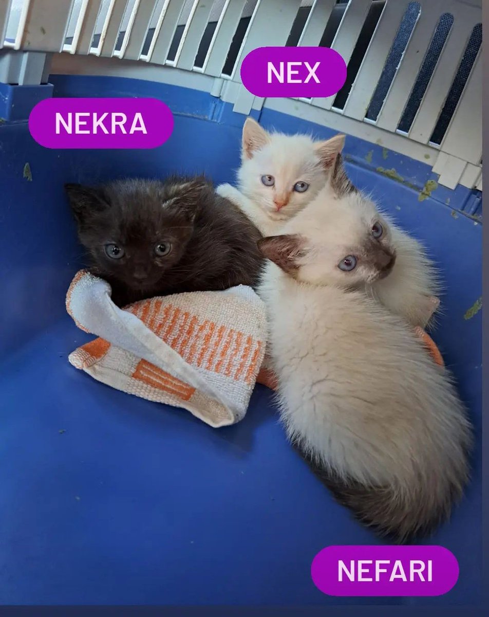 Más peques en adopción