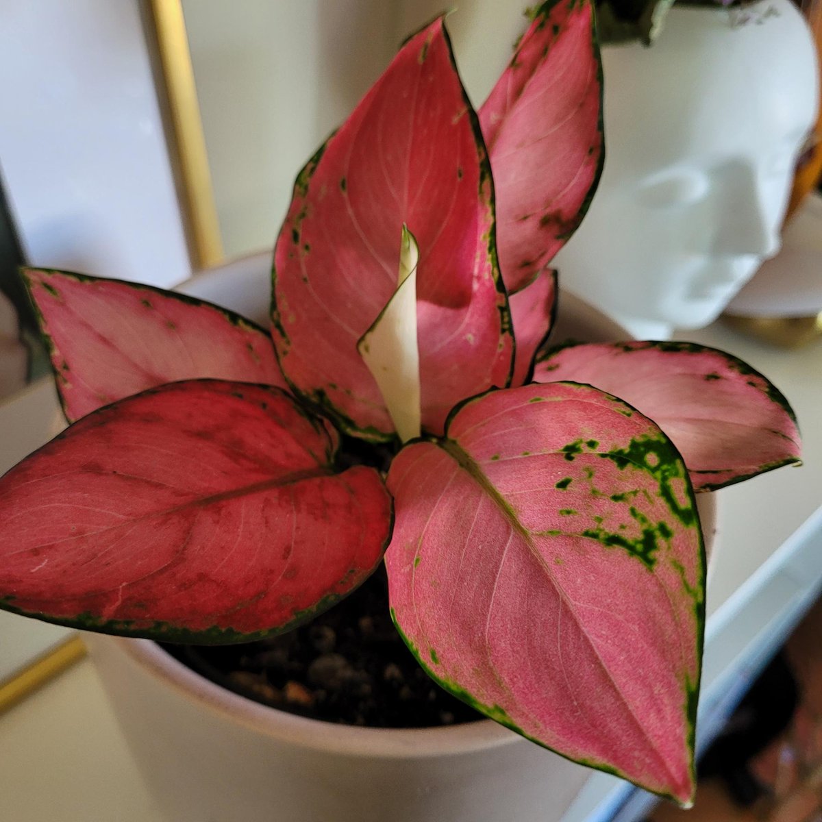Good morning twitter☕️☀️
Aglaonema greets you this Sunday morning
Have a colourful day🤗

#planttwitter #FlowerPower