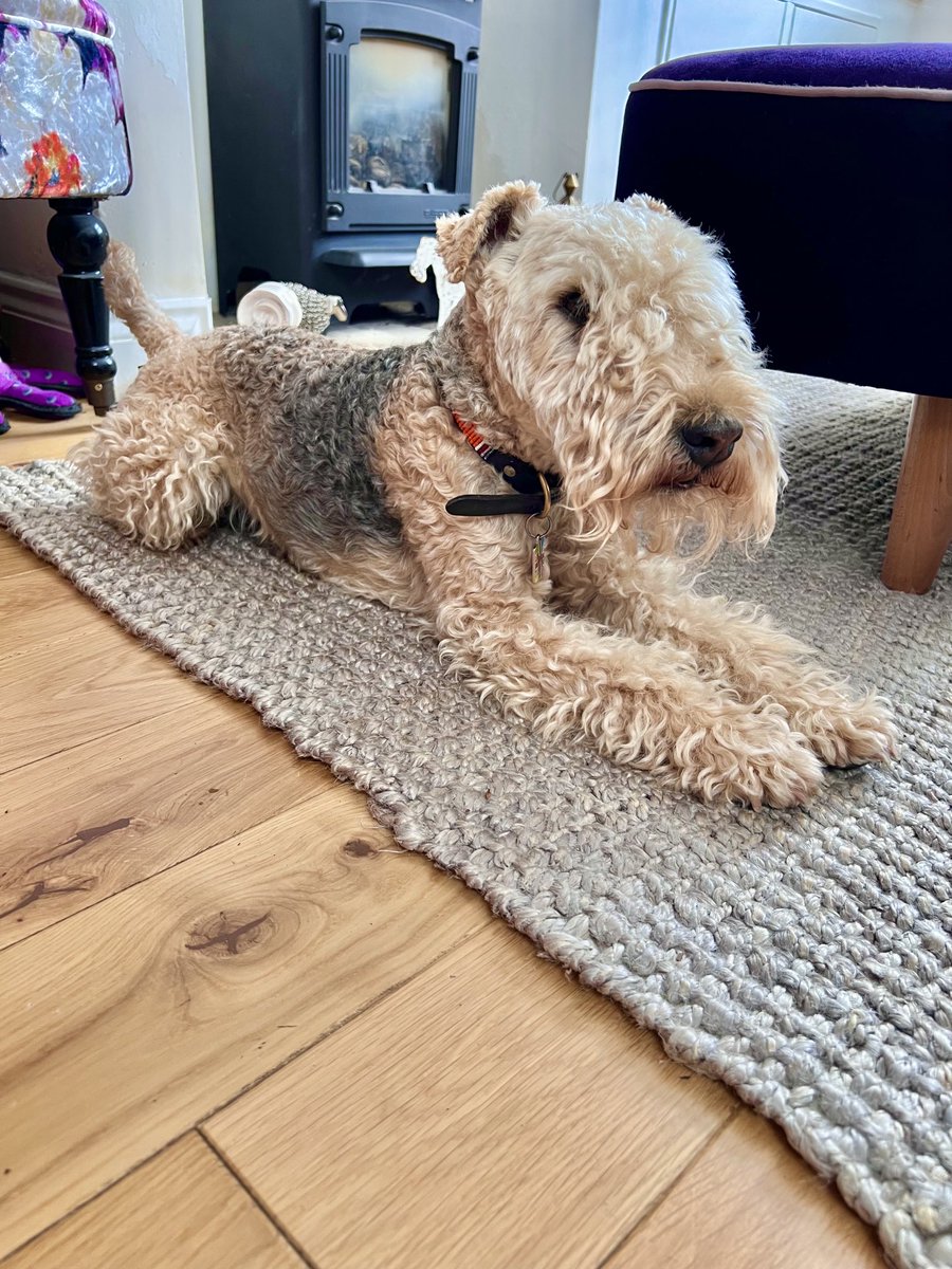 bertie_lakeland's tweet photo. Happy Sunday everyone 💋 https://t.co/oTi6mljoSF