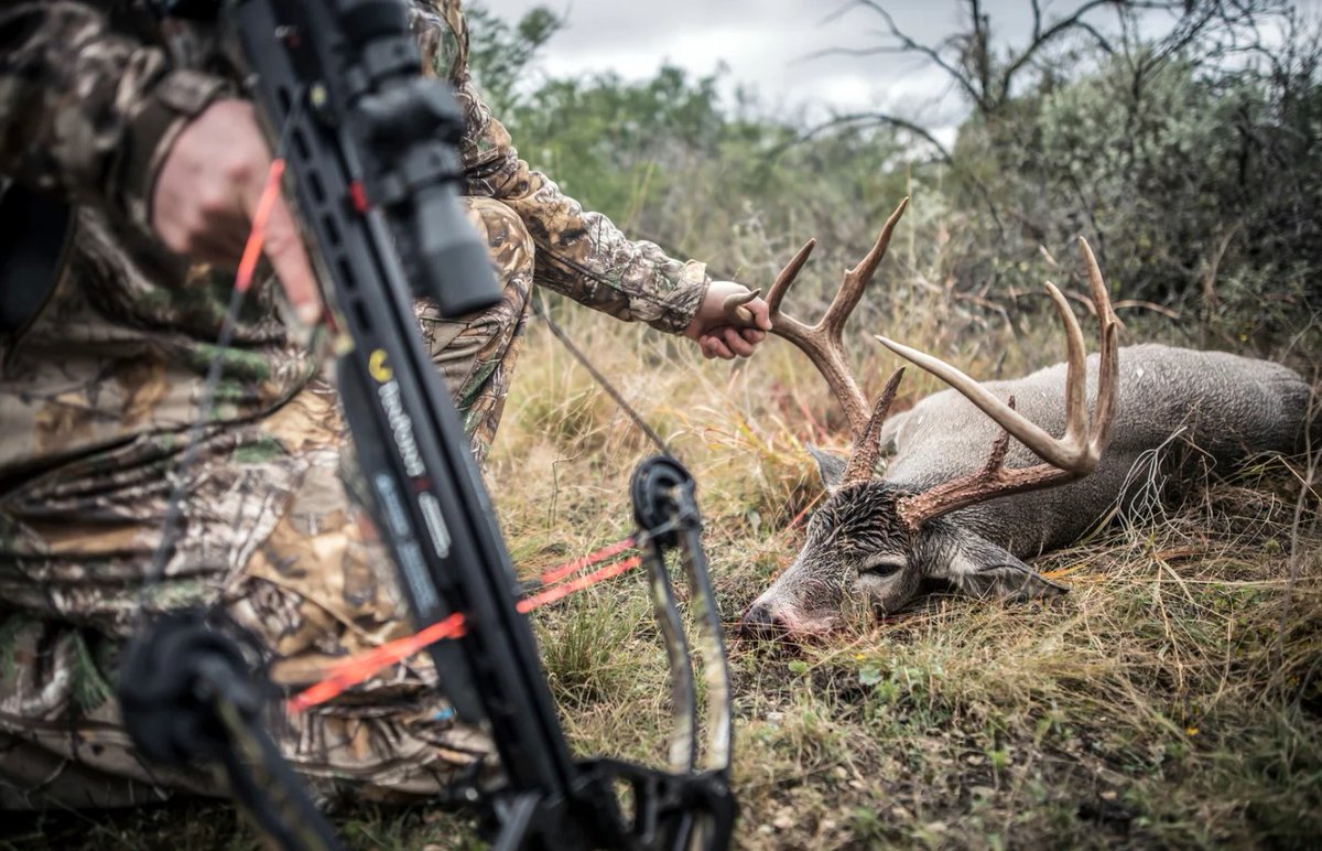 Hunting_Tips01's tweet photo. Bowhunters Are Killing More Whitetail Deer. Is that Bad?

credit : Outdoor Life

#hunting #huntingcamp #huntingday
#hunt #huntingtime #deercamp
#deerhunting #huntingworld #outdoors
#bowhunting #huntinglifestyle #bullelk
#huntingseason #huntingphoto  #Wiildafrica
#huntinglife #wil https://t.co/4haJBR6wmu