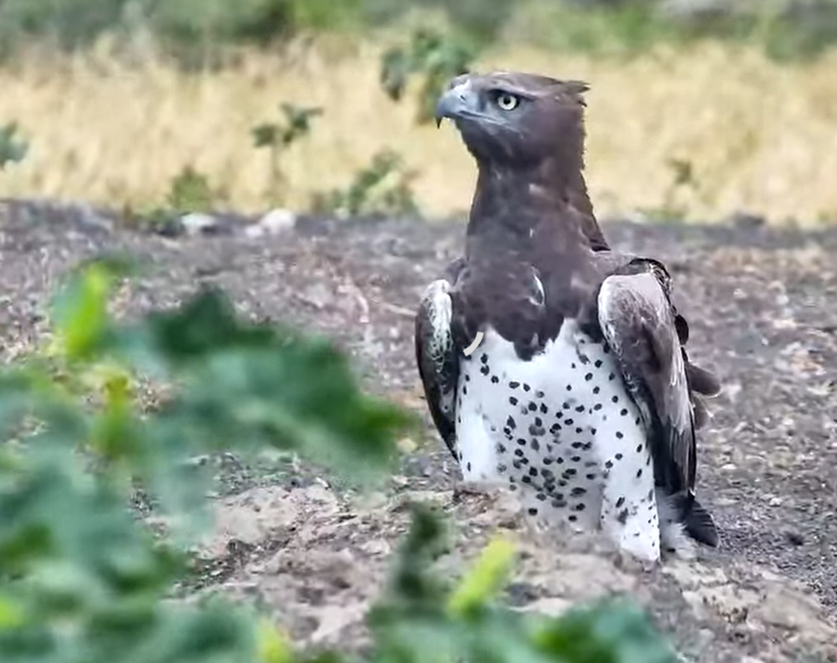 Martial eagle ! 

#olDonyoafricam
#wildearth
