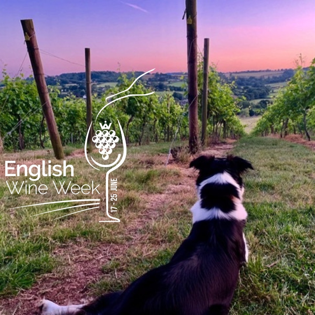 Last day of #EnglishWineWeek and what a Week it’s been. Thank you for enjoying the wines, visiting the vineyards, the many other outlets and taking part in the activities. To round it all off we’re sharing one of the Week’s most popular images – our thanks to DalwoodVineyard.