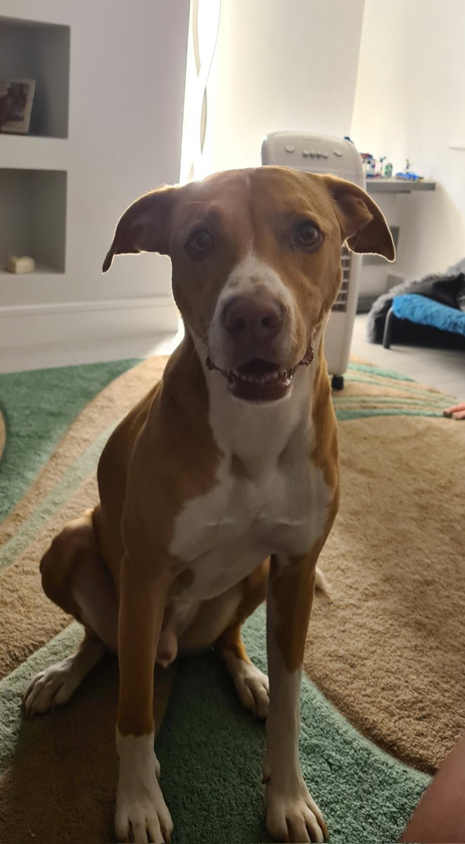 Sharing my birthday weekend with this one 🥰. Happy 6th Birthday Percy Irwin Pickles 🐶❤️