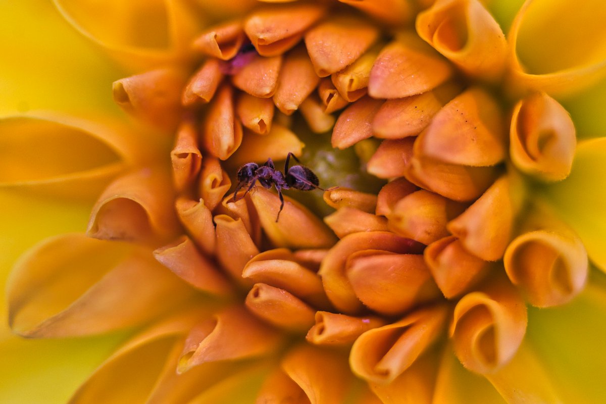 Yves06160's tweet photo. Macrography
#flower  #photography #macrography https://t.co/HhSArUil4I