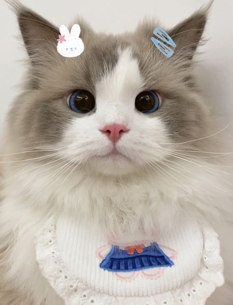 jnomoong's tweet photo. ตาแป๋วเหมือนกันเยย 🤲🏻🐈✨ https://t.co/T7ziDgg9w0