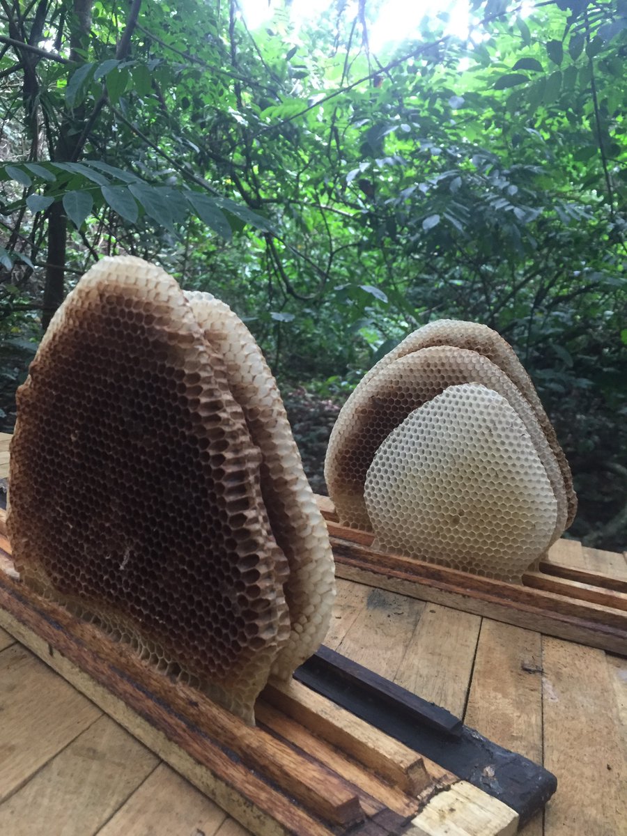 mee_apiaries's tweet photo. I took these beautiful pictures at my bee farm. The sight of bee-combs is amazing.

Bee combs are carefully and beautifully designed by 🐝bees to store their honey, water, pollen and keep their broods and eggs.

Nature is so beautiful. https://t.co/optWDWXC4N