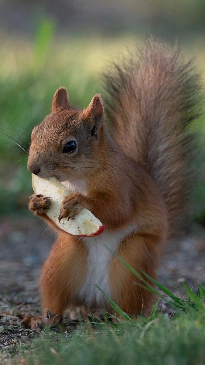 Lunch time ❤️

#squirrel
#AnimalLovers