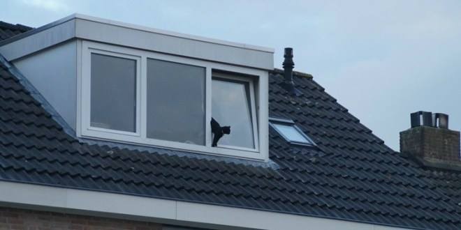 DierenLot's tweet photo. Let op met kiepramen als je katten hebt. Katten kunnen hierin vast komen te zitten!
https://t.co/lG3C7G71N0
#dierentips #kat #samenvoordieren #hittetips https://t.co/3xF6mC41k7