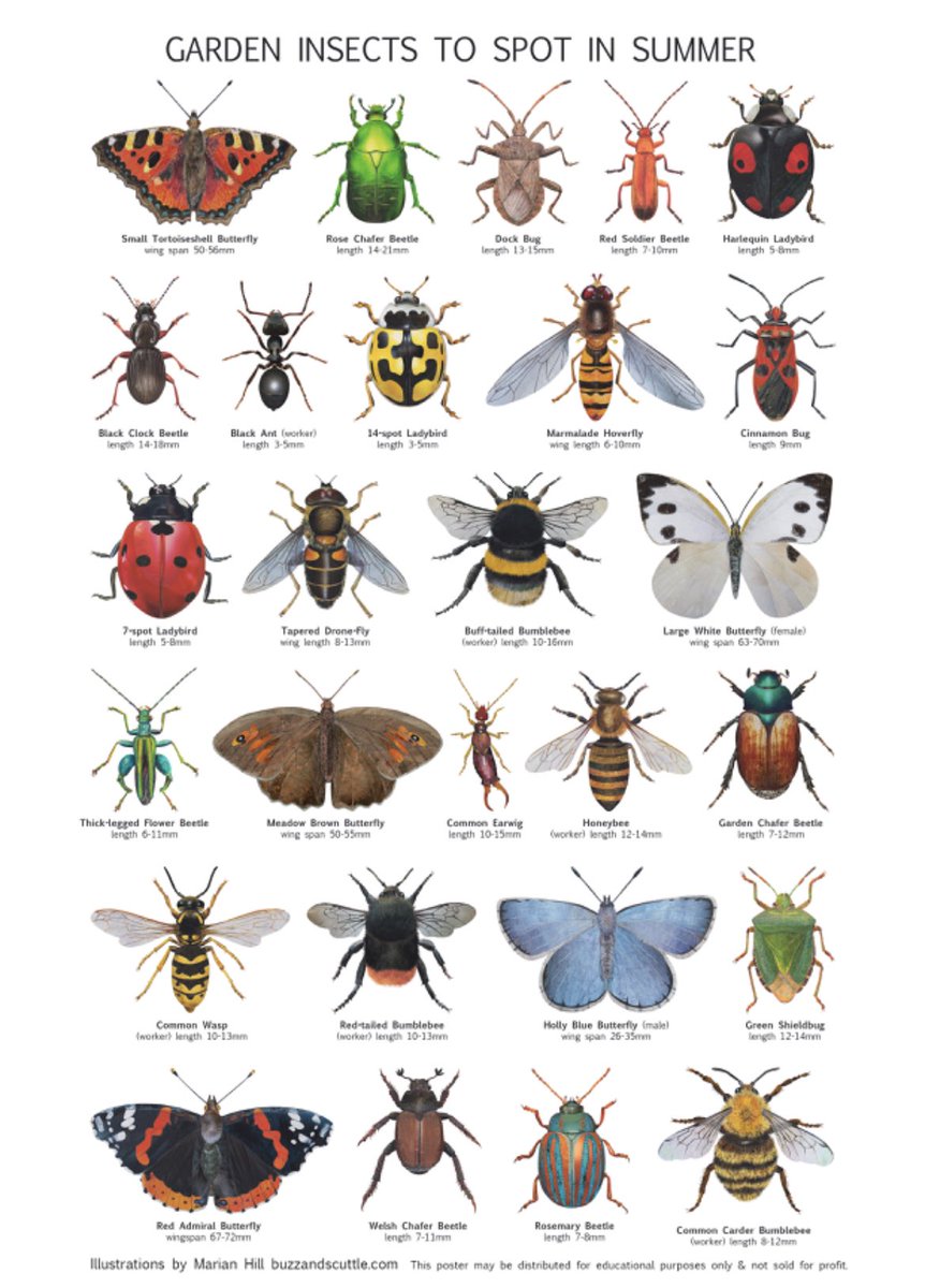 Happy national #InsectWeek 🐞🕷️🪰🪲

Here’s a great resource 📸 buzzandscuttle.com to help you ID insects this summer ☀️ 

#SaveOurWildIsles #Nature #Pollinators