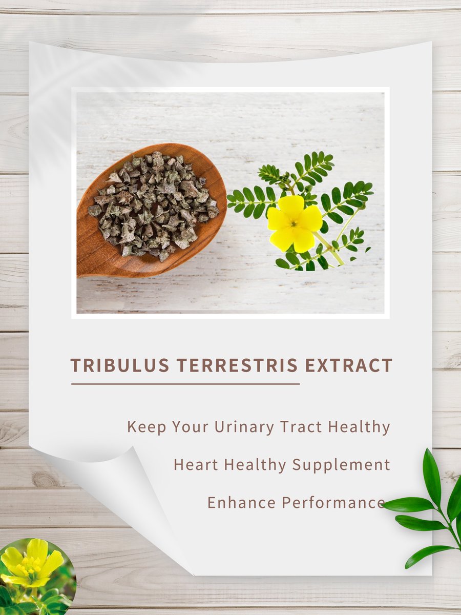 JhdCorp's tweet image. Take advantage of #TribulusTerrestris extract to increase your product competitiveness!💪
• Boost Energy
• Vitality &amp;amp; Drive 
• Muscle Power
• Enhance Performance
ingredientssupply.com/product-Tribul…
