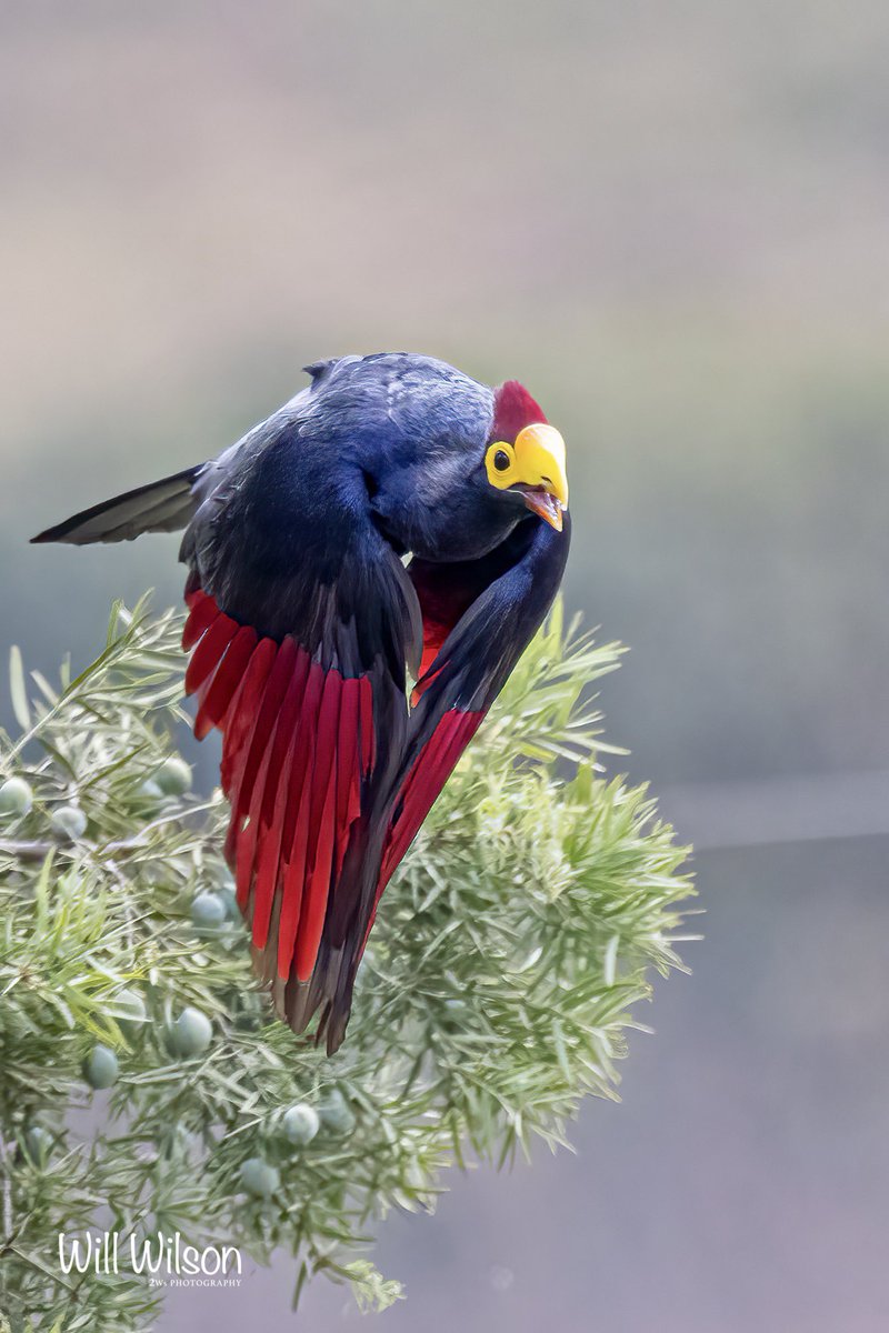 2wsphotography's tweet photo. A Ross’s Turaco on the move… Photographed in Nyarutarama, #Kigali #Rwanda #RwOT #TwitterNatureCommunity #VisitRwanda https://t.co/iGtkkTj27D
