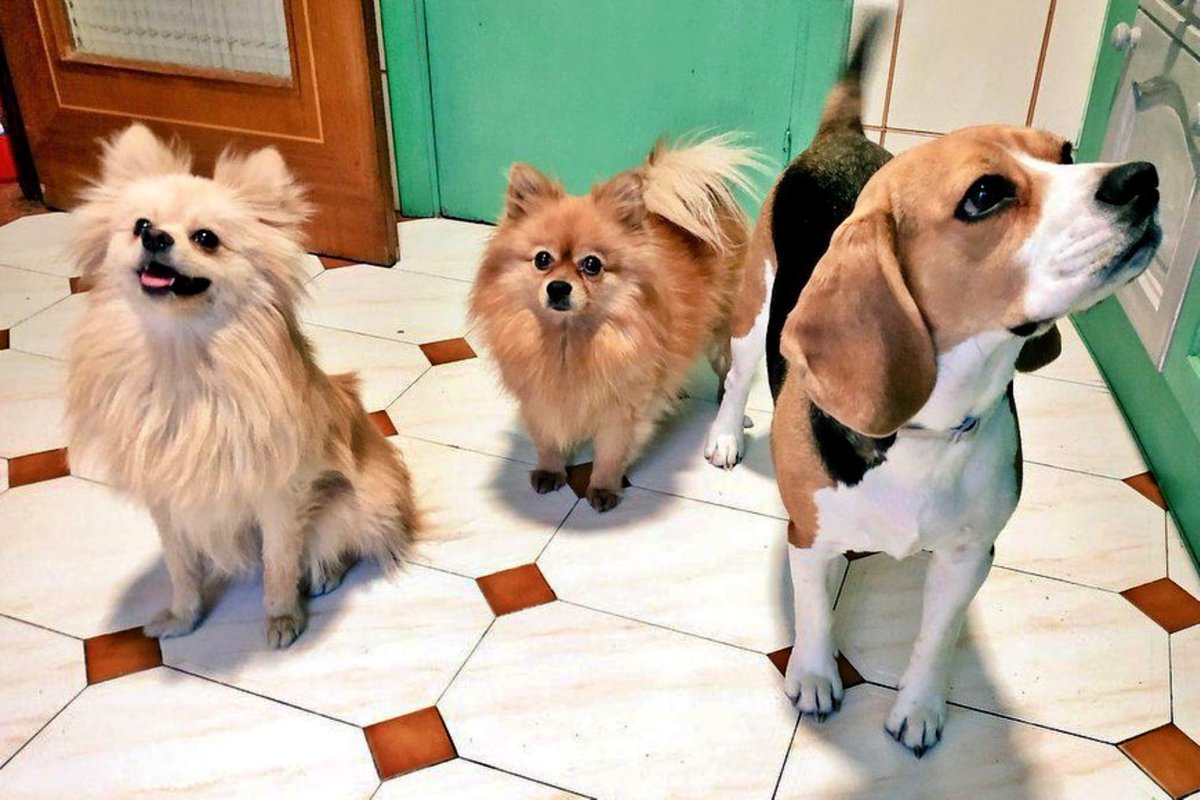 #MADRID
Estas tres criaturas preciosas buscan familia. Preferiblemente juntitos, los tres están tremendamente unidos, pero si no hubiese otra opción y, antes de que acaben en la perrera... se valorarían adopciones individuales... Qué pena!! 😓

Os los presentamos;
•#ABEL; es el…