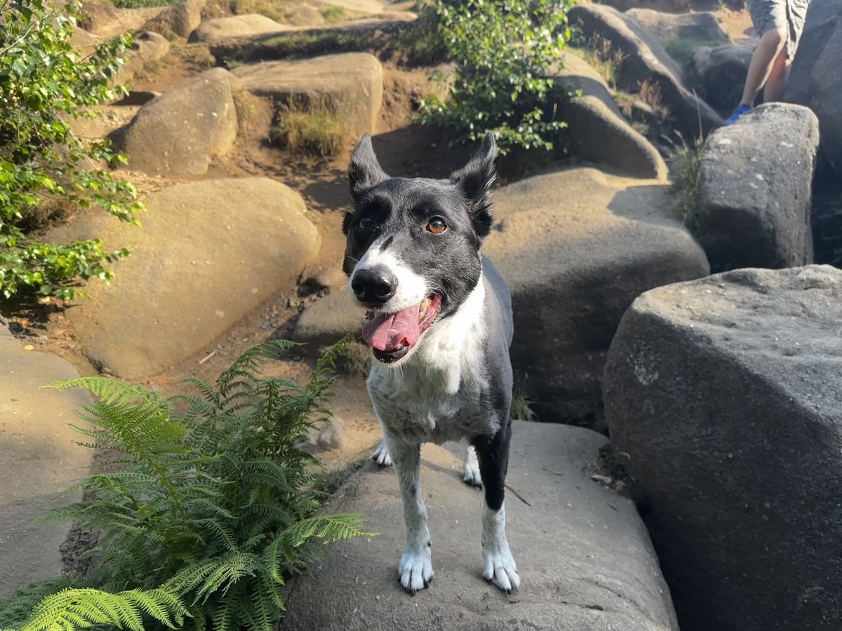 John Williams tweet media