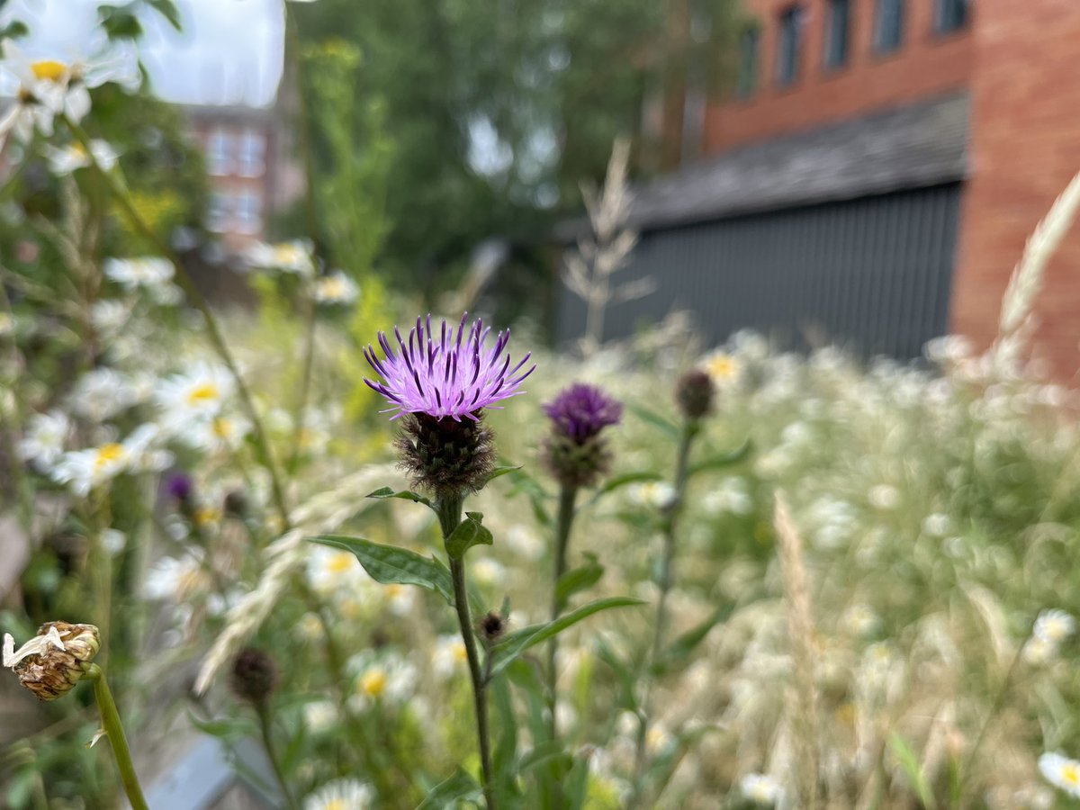 We had our #30DaysWild fix at yesterday’s @DTEderby opening of their new garden, Electric Daisy ⚡️🌼

Seed bomb making, biodiverse planting, messy play and much more. All set out to include everyone in this natural experience. 

#familytime #naturerecovery #citycentre