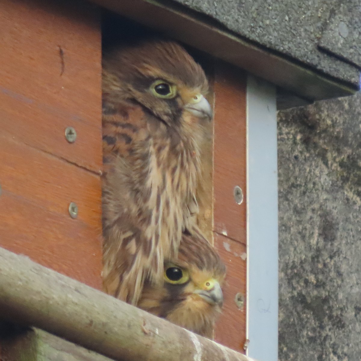 Young kestrels on a farm on Chat Moss, Irlam, UK #birds #birdwatching @BBCSpringwatch
#wildlife @bbcnature
@BBCCountryfile
@BBCCountryfile
#wildlifephotography #NaturePhotography #nature
@Lancswildlife