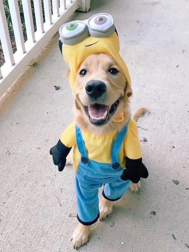 beastslayerops's tweet photo. @contextdogs https://t.co/Wgl2uix74A