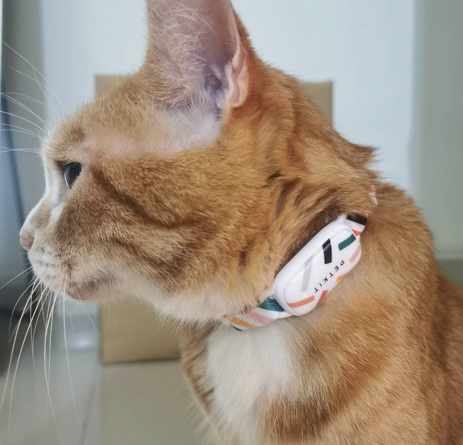 mwddaah's tweet photo. lifesaver untuk yang ada bela kucing. If kucing korang pernah hilang pakaikan je dia petkit ni. Ke mana pun dia pegi terus dapat track lepasni. Infact, dalam apps ada daily data untuk monitor segala activity &amp; sleep duration https://t.co/iKOZVBR2TU