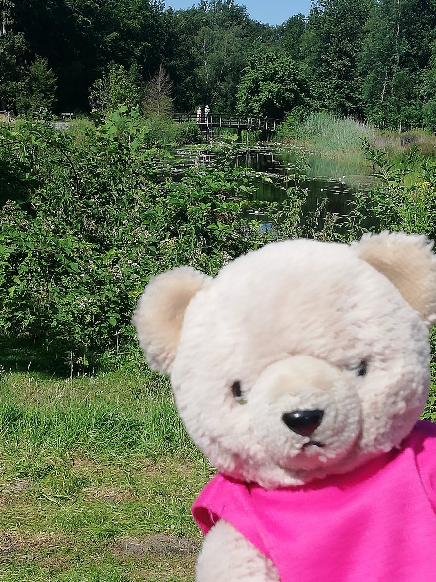 boeleke_op_reis's tweet image. Kasteel Vrieselhof. The pond with its little bridge and water lilies is reminiscent of a Monet painting. #ranst #walkingisfun