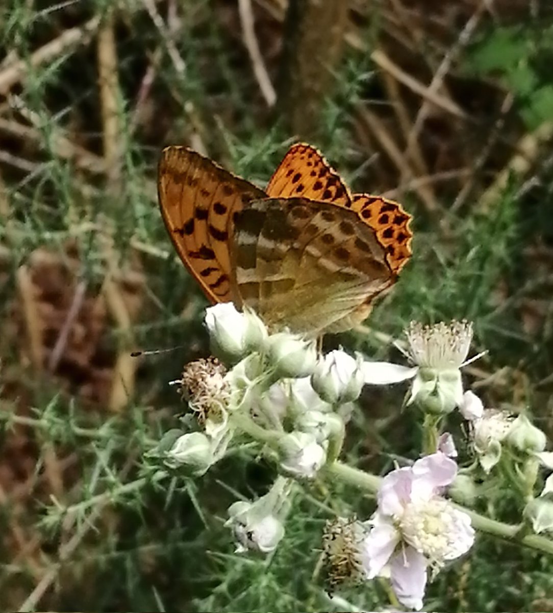 A nice hour in relative shade at Ken Hill at lunch time. With Garden Warbler and Marsh Tit, and a nice selection of butterflies.