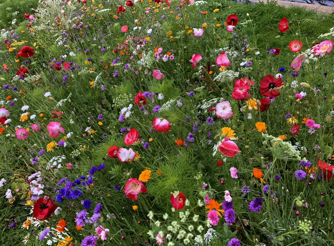 Our flower forest feast.