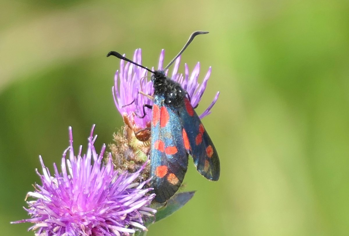 I don’t see many orchids in Taunton, so it was good to see a few pyramidal blooms again at a reliable location for them. On the wing in the same area were a handful of handsome Six-spot Burnet moths.